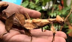 A hand holds a bug so large that reaches from the holders' wrist to their fingertips. The bug is brown and resembles a cricket or a grasshopper with flat, plate-like armor. 