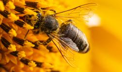 A honeybee finds pollen in a flower.