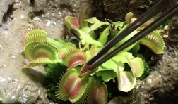 Tweezers pry open two leaves of a venus flytrap: a green plant with flat leaves that look like mouths with teeth. 